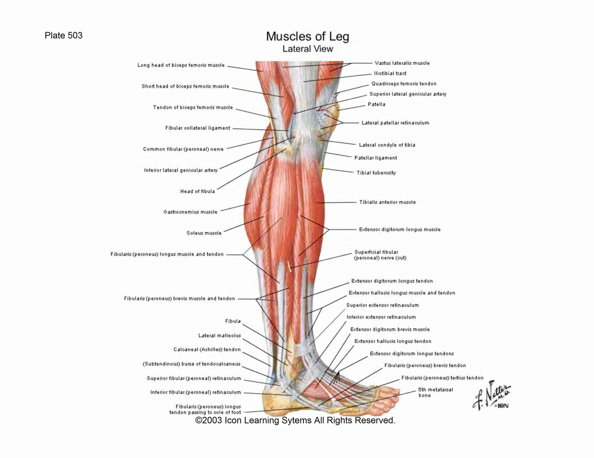 leg_lateral_musculature - Elliot's Blog