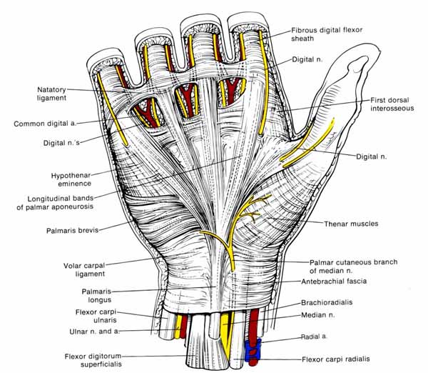 Hand Anatomy  Physiology  And Use