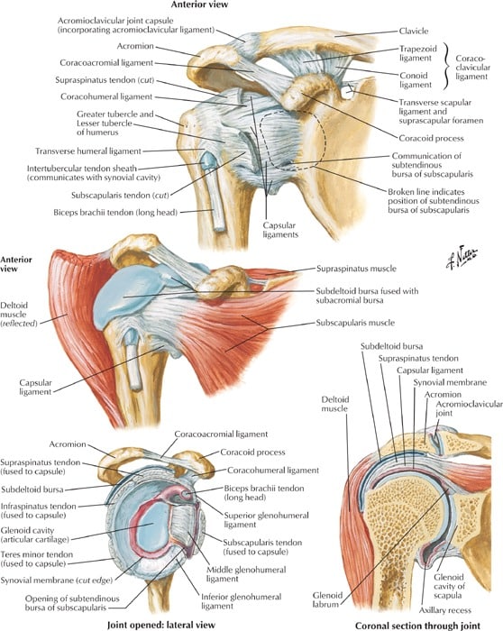 Shoulder_Anatomy_detailed