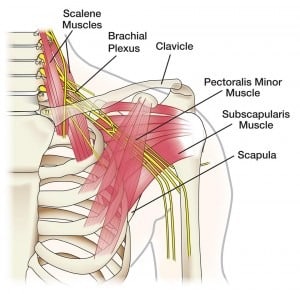 shoulder_anatomy_brachial