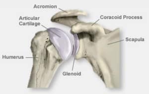 shoulder anatomy bones