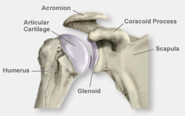 Shoulder Anatomy and Physiology – Elliottelford.com