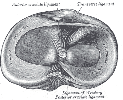 intracapsular knee ligaments