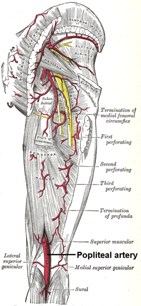 Popliteal artery