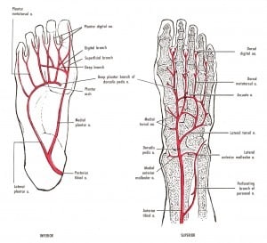 veins of the foot