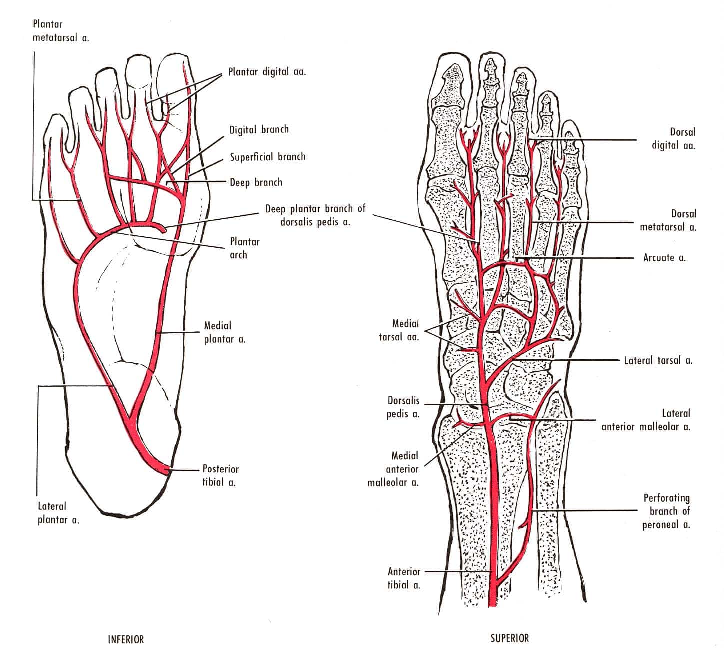 veins of the foot