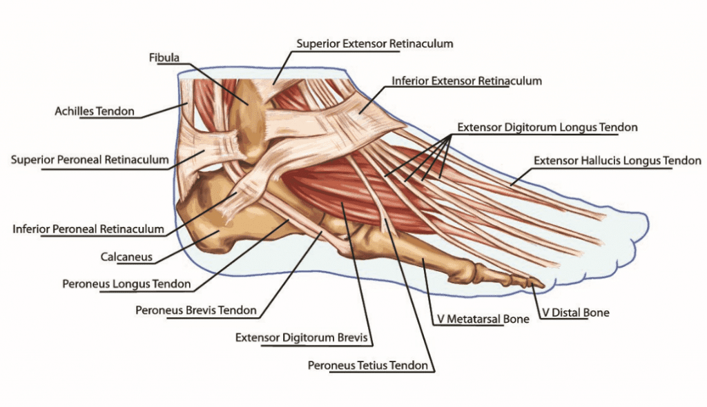 Foot Anatomy and Function | पाद | pāda | Elliot's WebSite