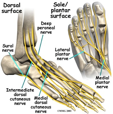 diagram of nerve endings in feet