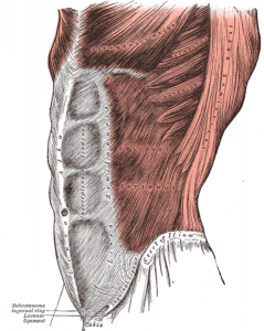 external oblique