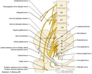 spine_nerves – Elliot's Site