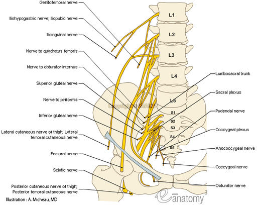 spine_nerves