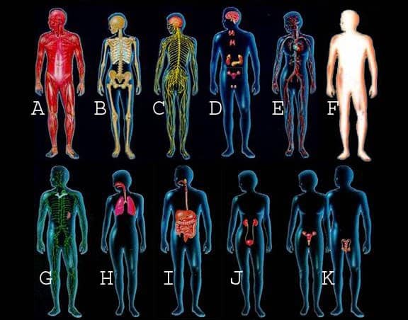 organ systems