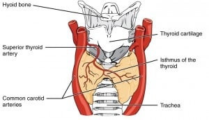 thyroid gland - the Endocrine System