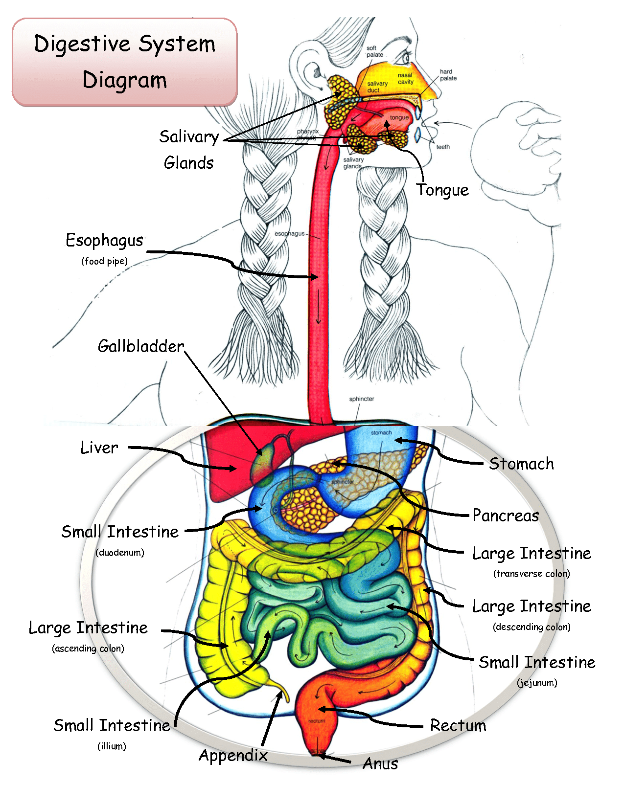 digestive system