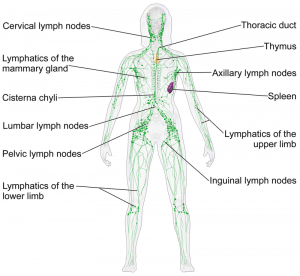 lymphatic system – Elliot's Site