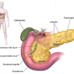 pancreas - the Endocrine System