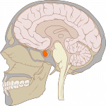 pituitary gland - the Endocrine System