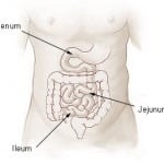small_intestine