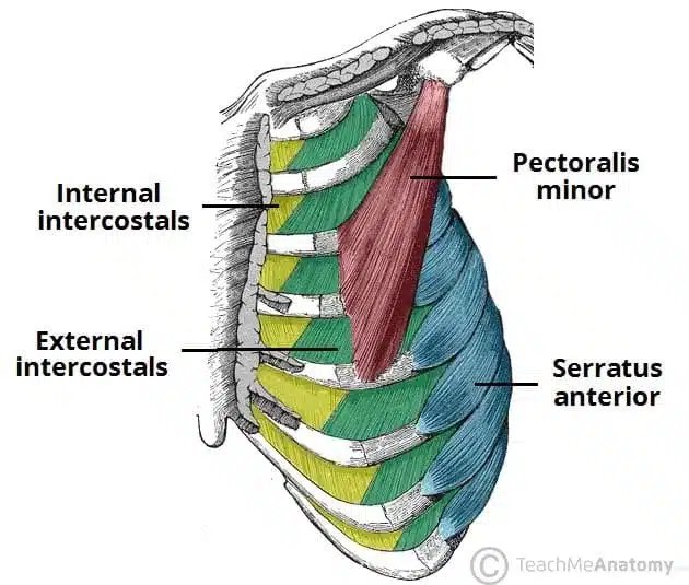 External-and-Internal-Intercostals-of-the-Thoracic-Cage