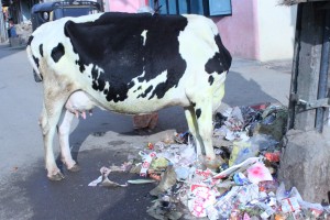 indian_cow_eating_trash