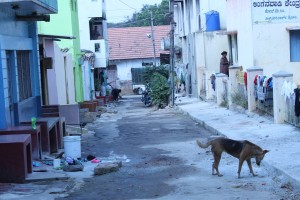 stray dog in mysore