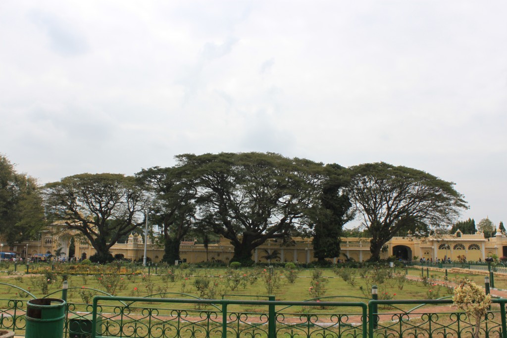 Mysore Palance Trees