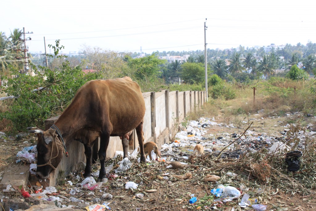 cows and dogs eating trash
