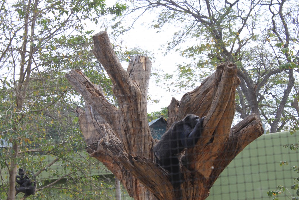 Chimpanzee in Mysore