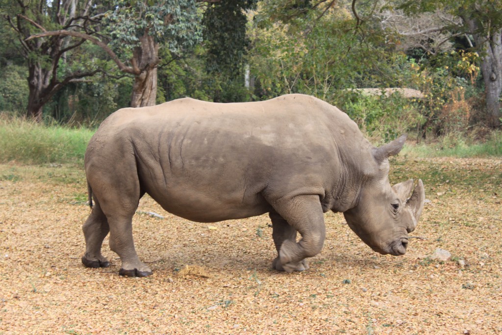 white rhino, Mysore zoo