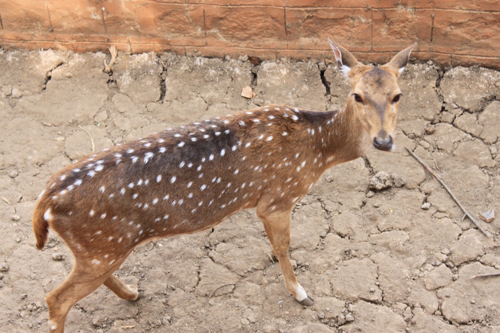 white spotted deer