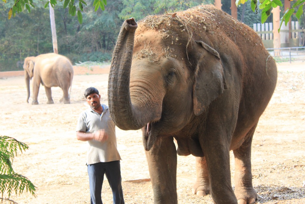 elephant and keeper at Mysore Zoo