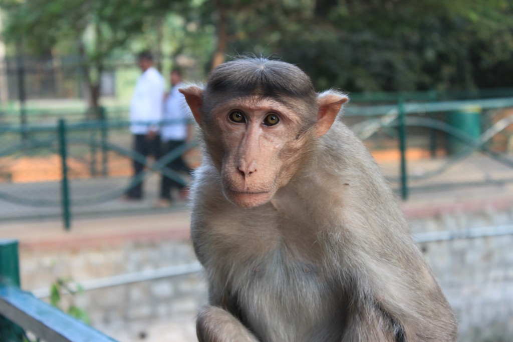 monkey in Mysore Zoo