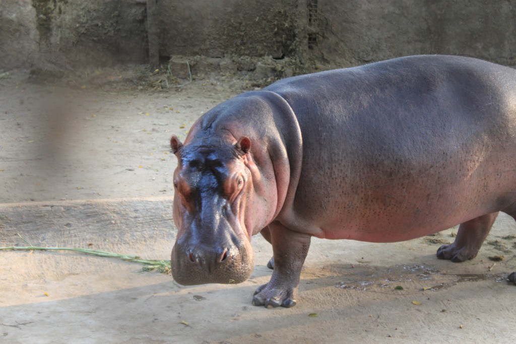 Hippopotamus Mysore