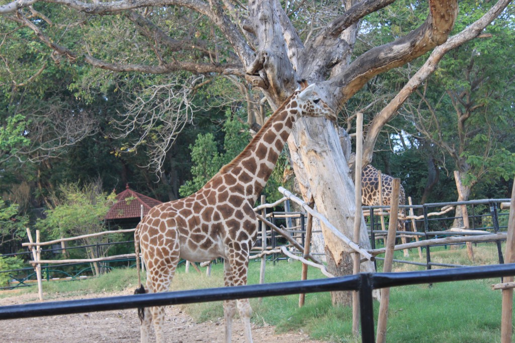 giraffe at Mysore Zoo