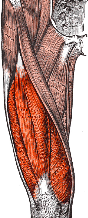anterior_thigh_muscles