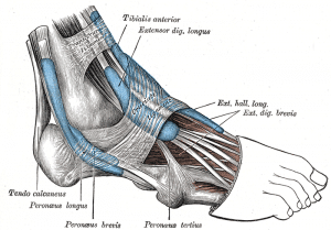 lateral_ankle_anatomy