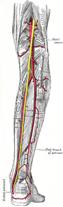 posterior_lower_leg_veins