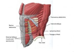 abdomen image from http://www.usra.ca/