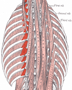 "Levatores costarum" by Uwe Gille - modified from Image:Gray389.png. Licensed under Public Domain via Wikimedia Commons - http://commons.wikimedia.org/wiki/File:Levatores_costarum.png#/media/File:Levatores_costarum.png