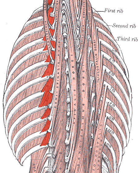 "Levatores costarum" by Uwe Gille - modified from Image:Gray389.png. Licensed under Public Domain via Wikimedia Commons - http://commons.wikimedia.org/wiki/File:Levatores_costarum.png#/media/File:Levatores_costarum.png