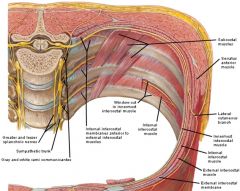 subcostal_muscles_ depiction