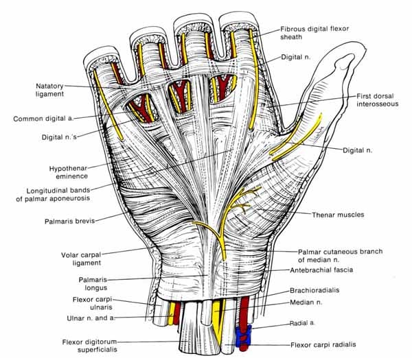 Anatomy Of The Left Hand Palm Anatomy Of The Left Hand Palm