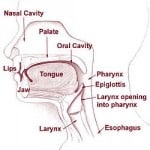 nasal_cavity