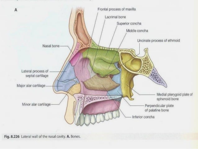 the-anatomy-of-nose-breathing-elliot-s-website