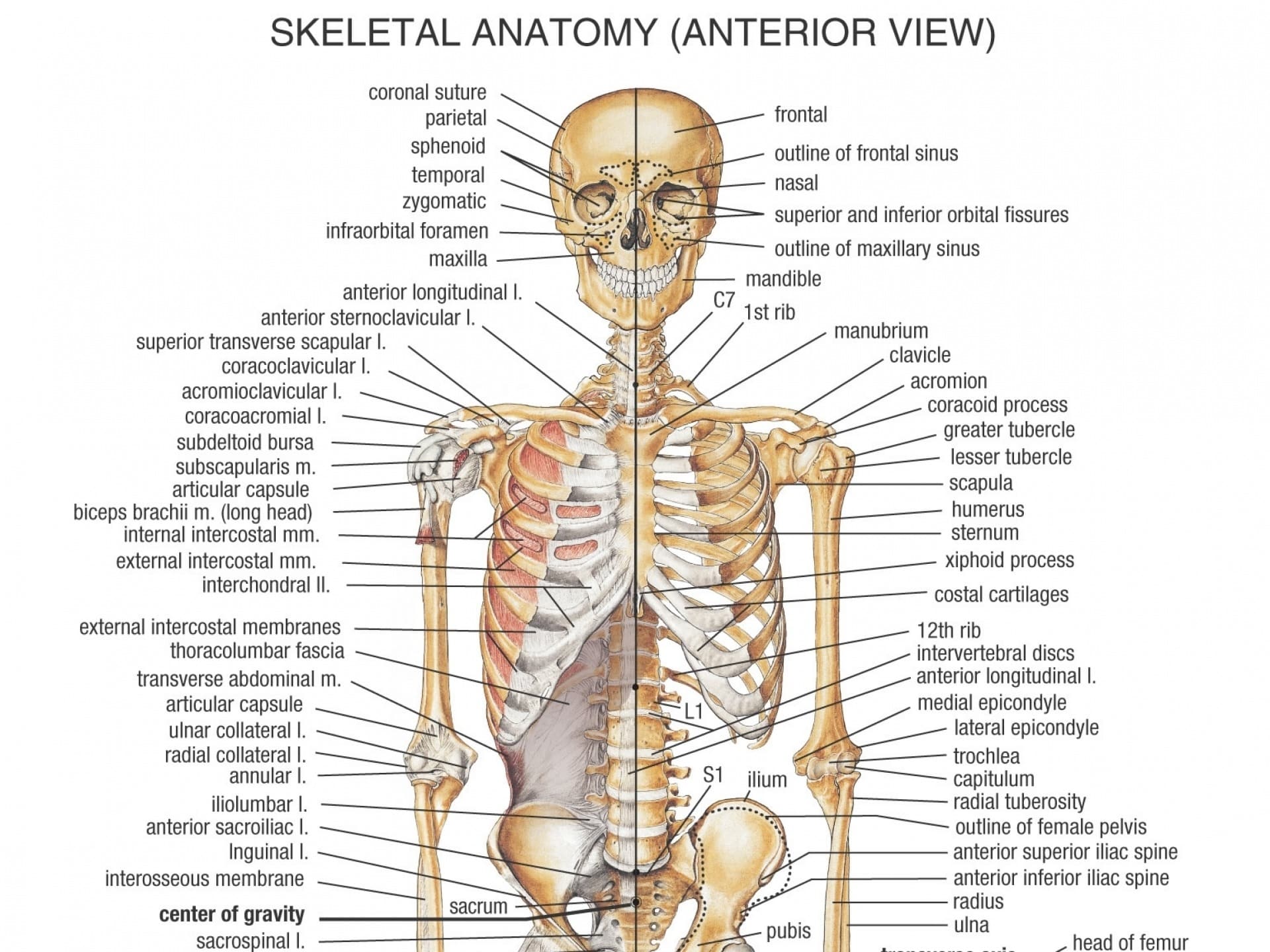 What Are The Two Bones That Stick Out In Lower Back