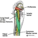 Posterior-View-of-the-Lower-Limb-Anatomical-Course-of-the-Sciatic-Nerve