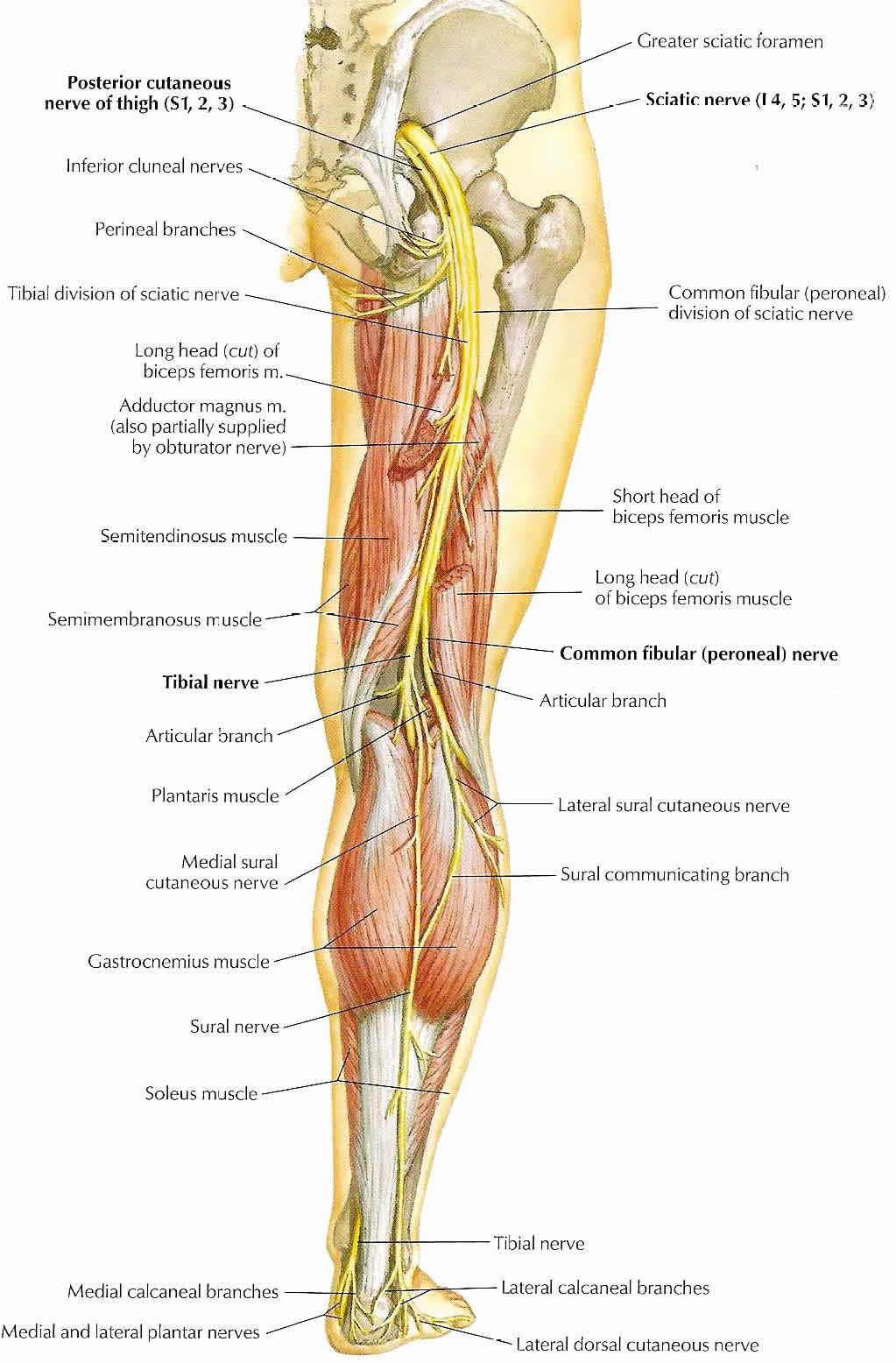 The Sciatic Nerve: A River of Energy Suppyling Human Legs