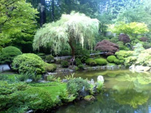 landscaping pond1