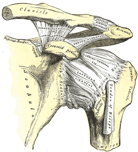 Gray's Rotator Cuff Ligaments