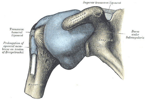 Gray's Shoulder Joint Depiction